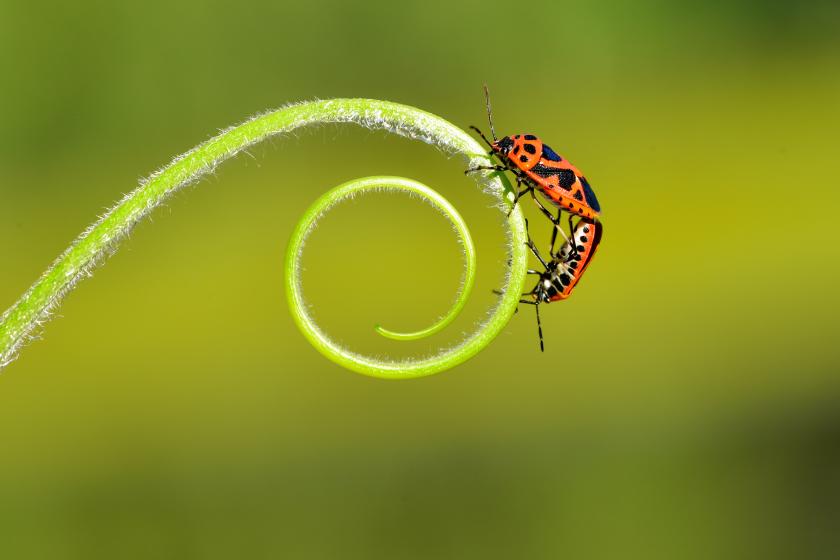 04 Insectos AdobeStock_489641418.jpeg