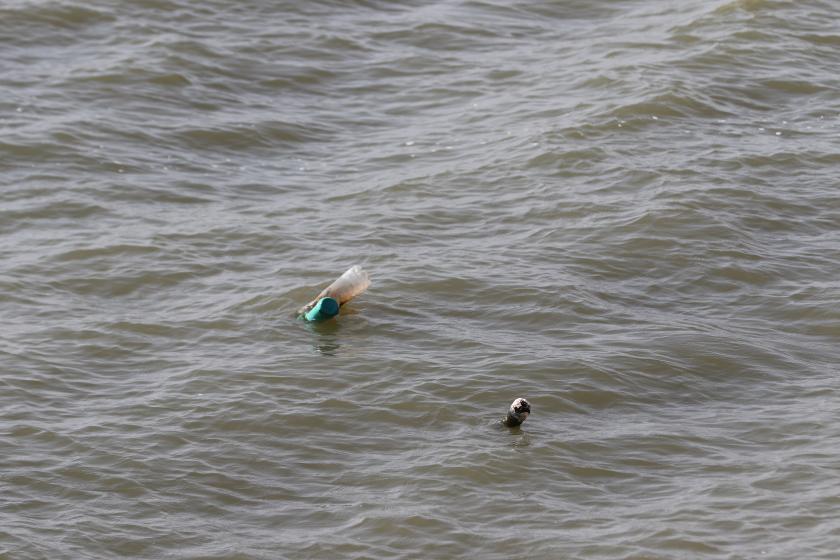 depredación de humedales en Lago de Chapala