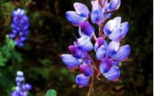 Investigadores de la UdeG experimentan con lupinos para generar un alimento barato que consuman los mexicanos