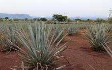 Producen biogás, aspas de olote para generadores de energía eólica y filtros