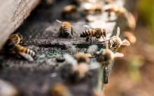 Apicultores, agricultores y gobierno deben de trabajar de manera conjunta para proteger a las abejas