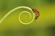 04 Insectos AdobeStock_489641418.jpeg