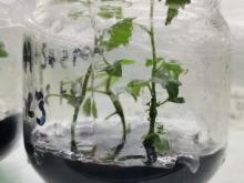Proyectos biotecnológicos para hacer resistentes cultivos a las sequías
