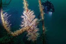 coral invasor en costas de Jalisco y Colima