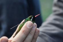 Colibríes Cellular Tracking Technologies