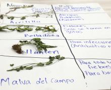 medicina tradicional