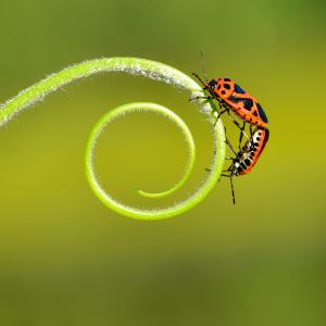 04 Insectos AdobeStock_489641418.jpeg